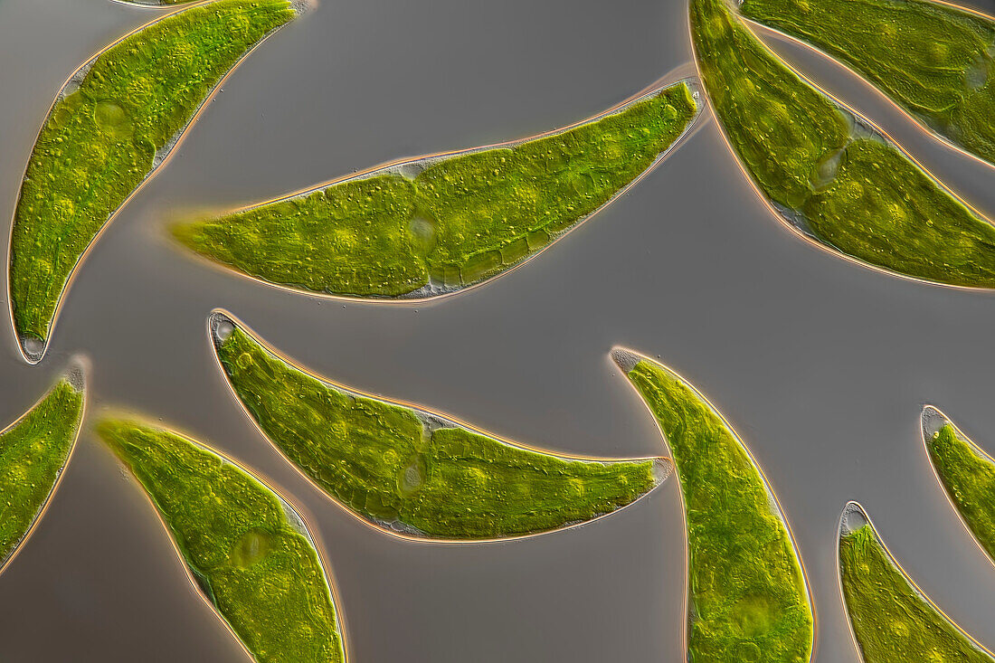 Closterium moniliferum, algae, light micrograph
