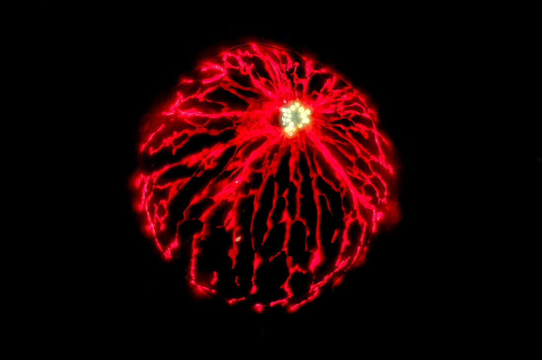 Pyrocystis noctiluca algae, light micrograph