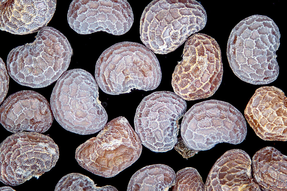 Poppy seeds, light micrograph