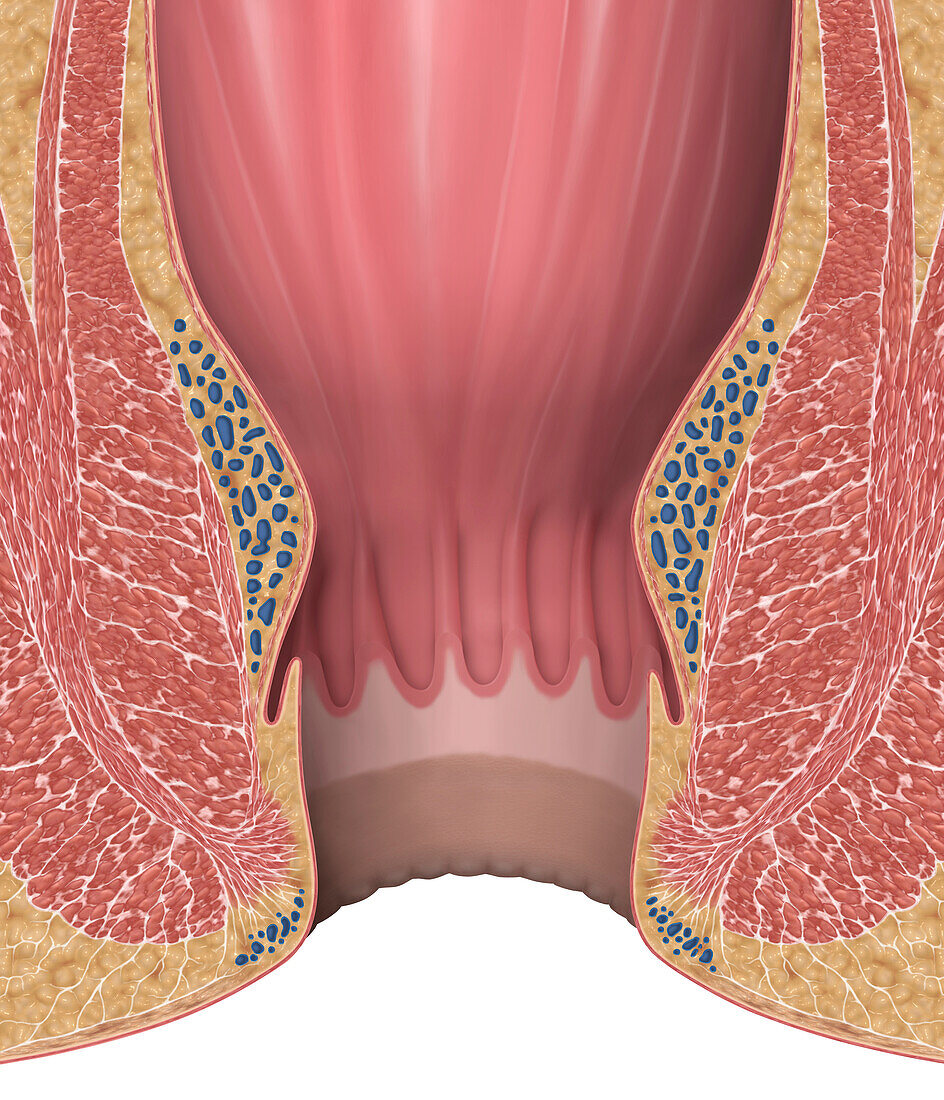 Human rectum, illustration