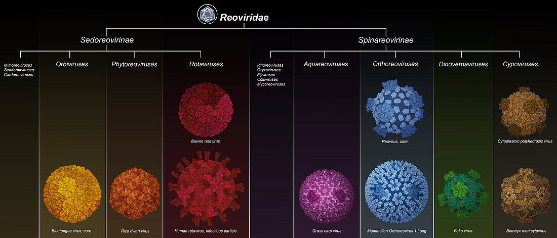 Reoviridae viruses, illustration