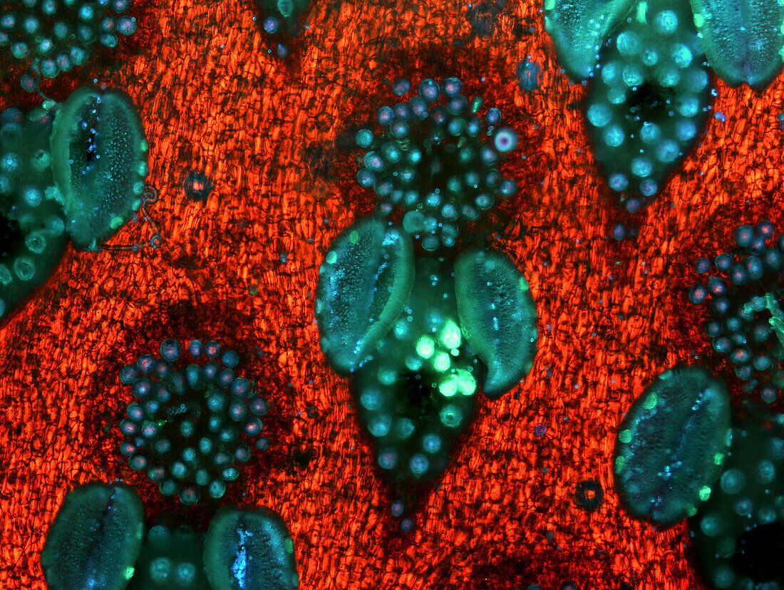 Peperomia flowers, light micrograph