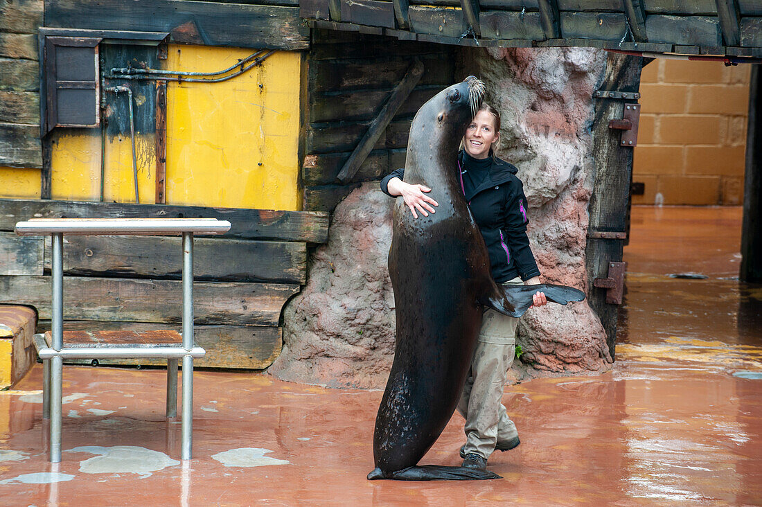 Carer holding a seal at a wildlife park