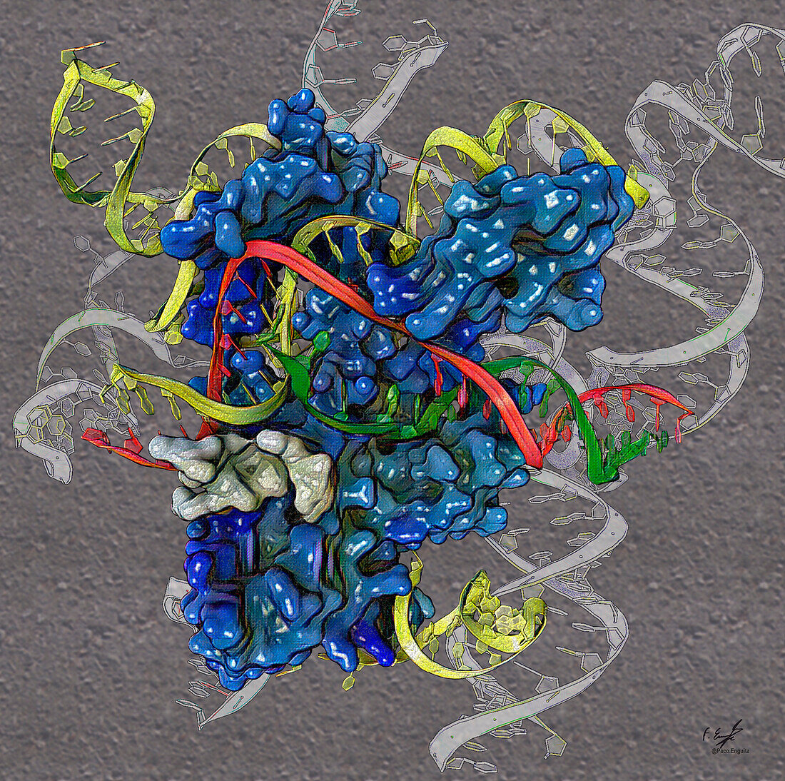 Mini CRISPR IscB protein, illustration