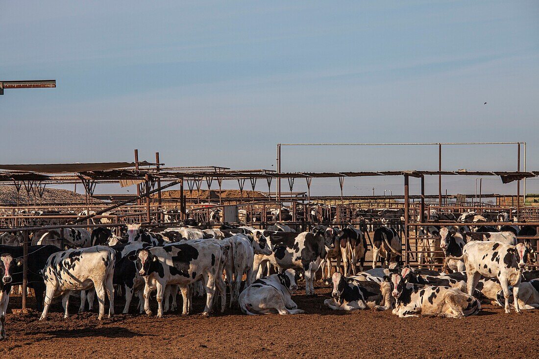 Cattle farm, California, USA