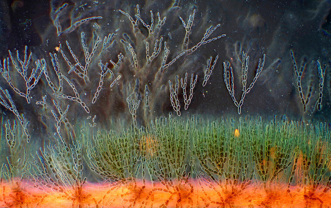 Batrachospermum red algae, light micrograph