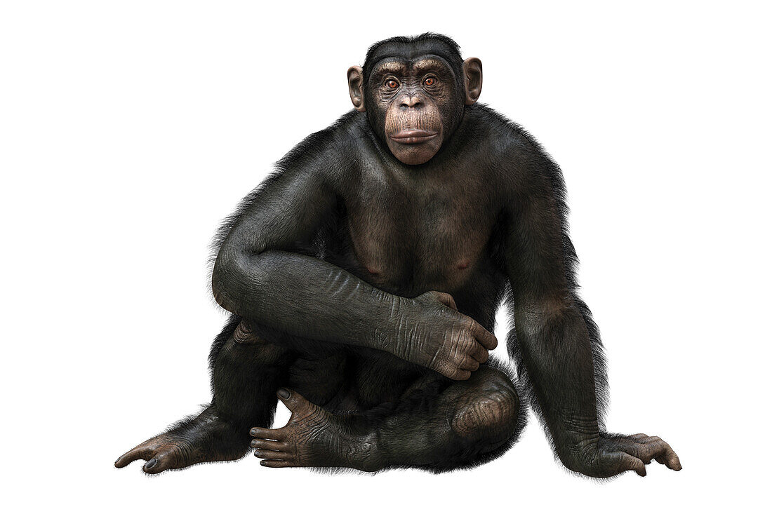 Chimpanzee, illustration