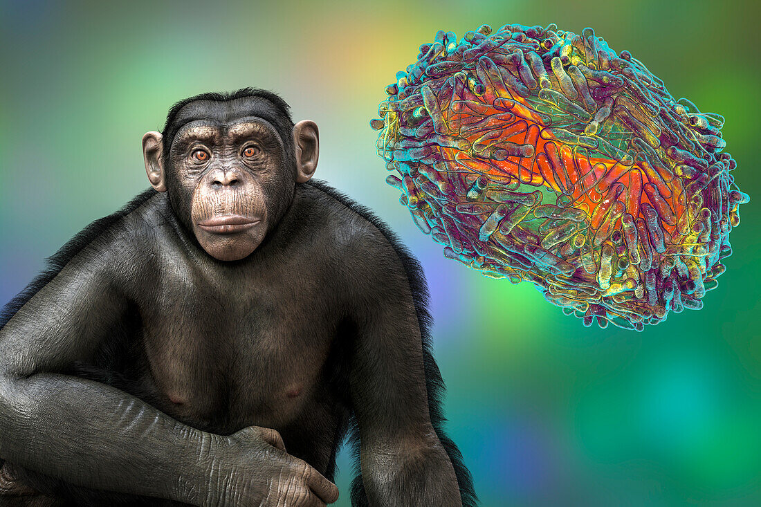 Monkeypox virus particle and chimpanzee, illustration