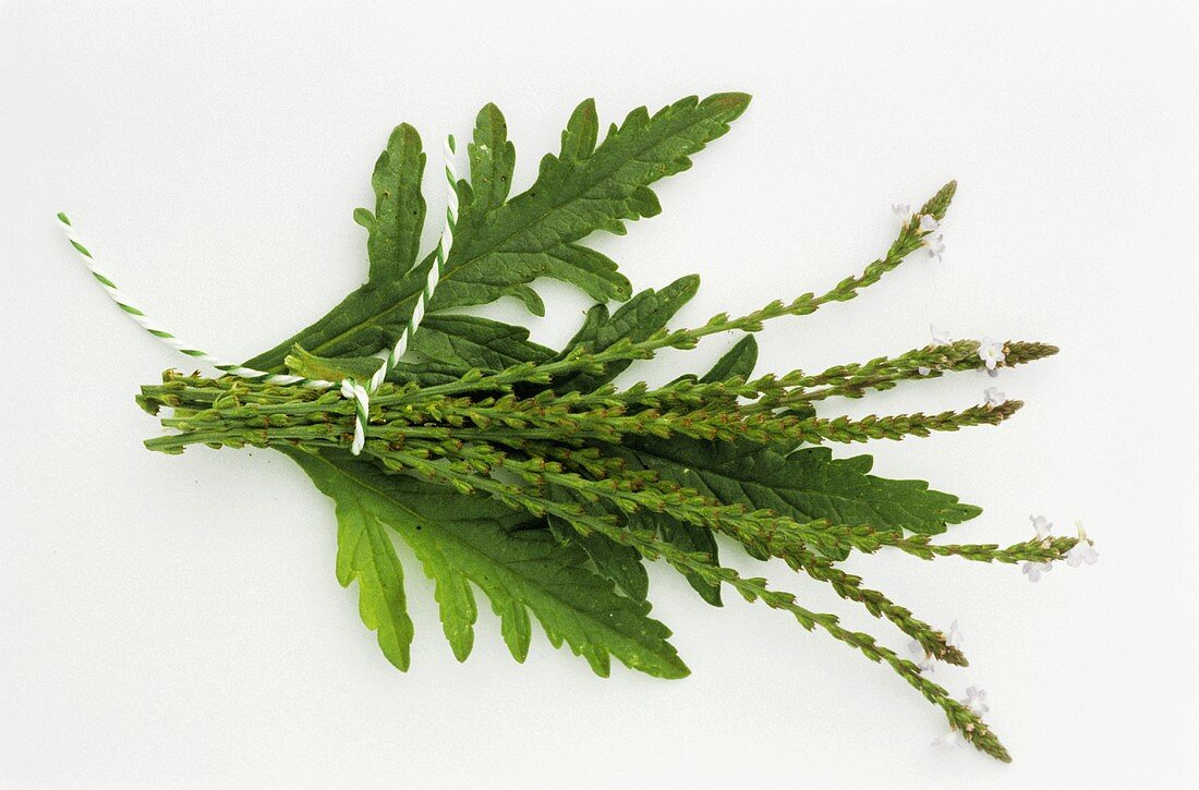 Ein Sträusschen Eisenkraut (lat.: Verbena officinalis)