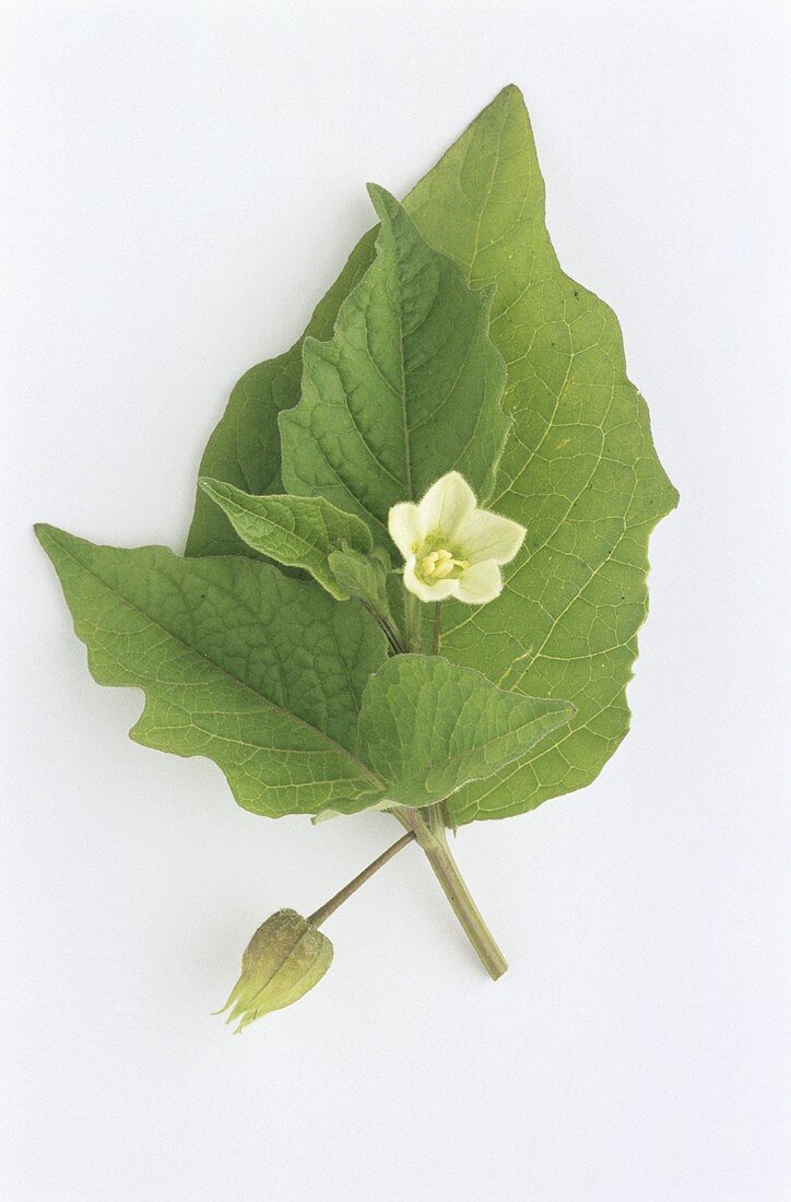 Judenkirsche (Lampionblume,Physalis alkekengi) Blüte,Blätter