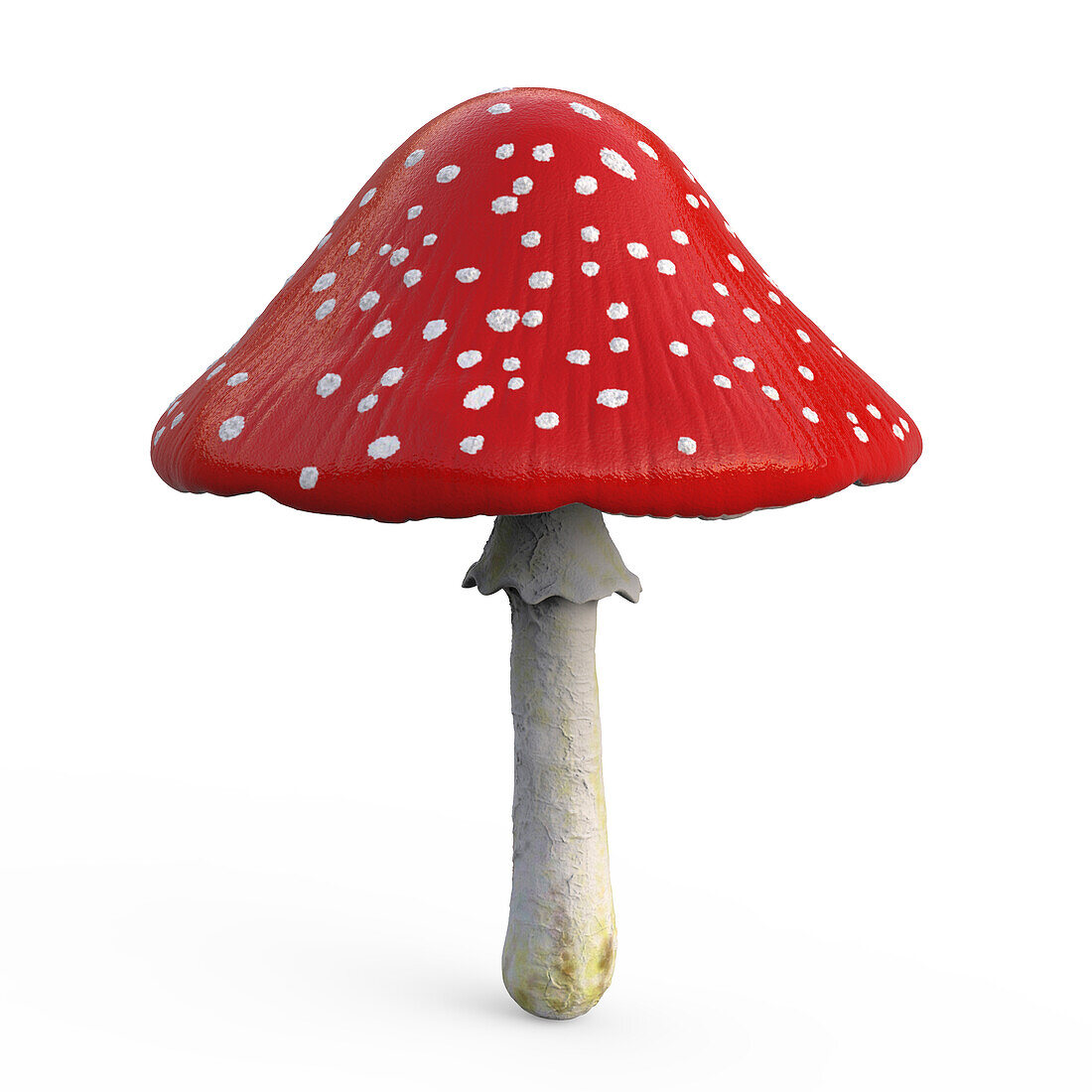 Fly agaric mushroom, illustration
