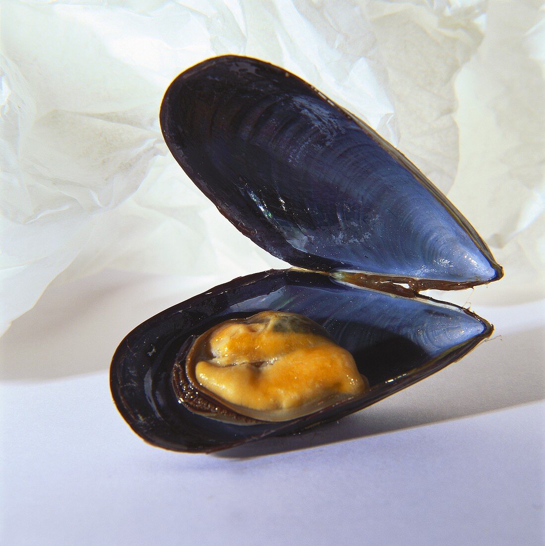 An Opened Mussel