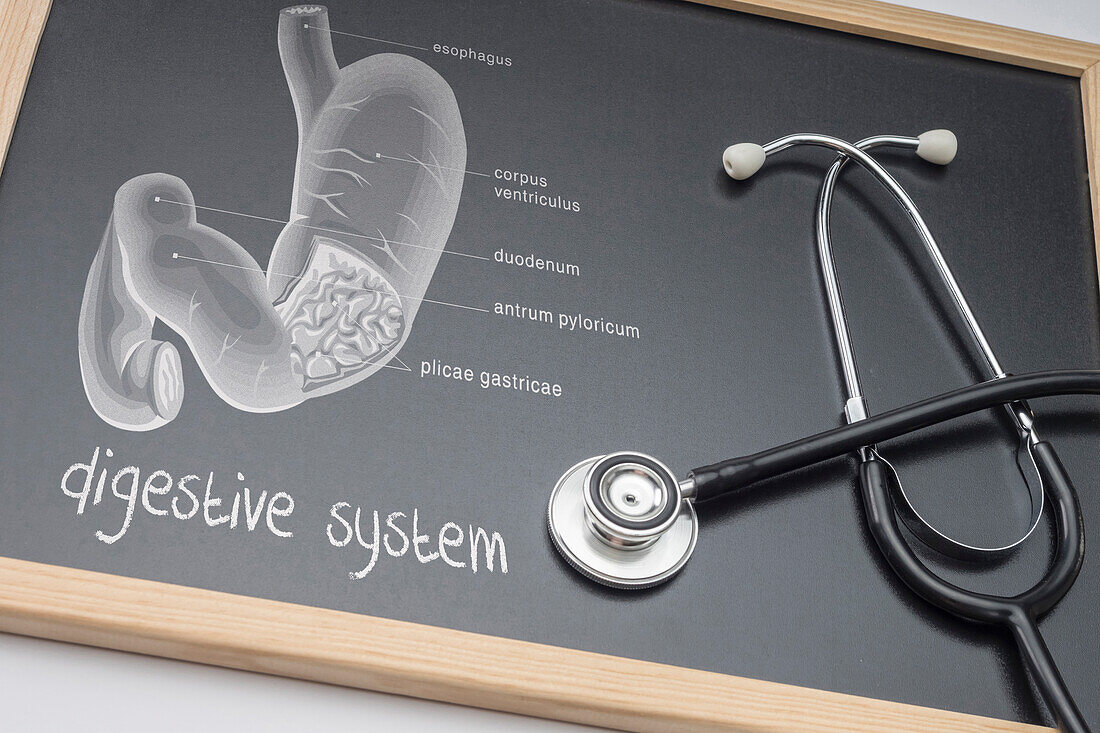 Diagram of the human digestive system, conceptual image