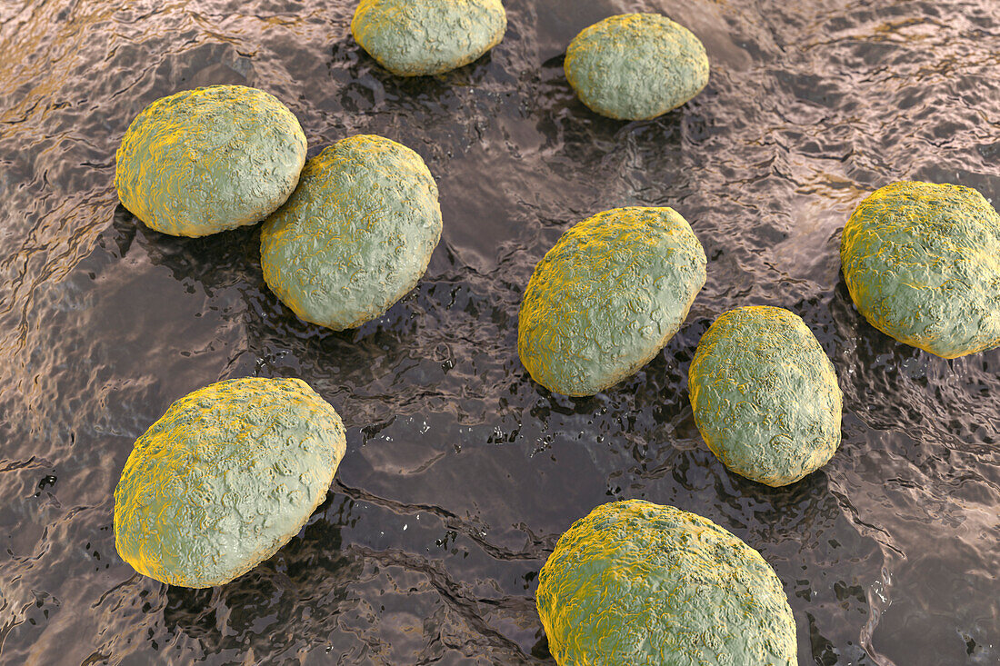 Nematode worm eggs, illustration