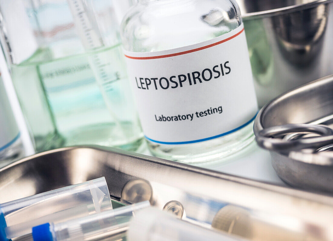 Test leptospirosis in laboratory, conceptual image