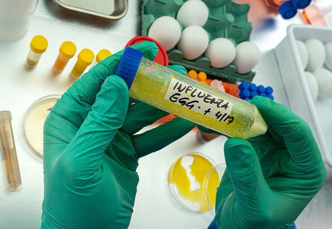 Testing eggs for influenza, conceptual image