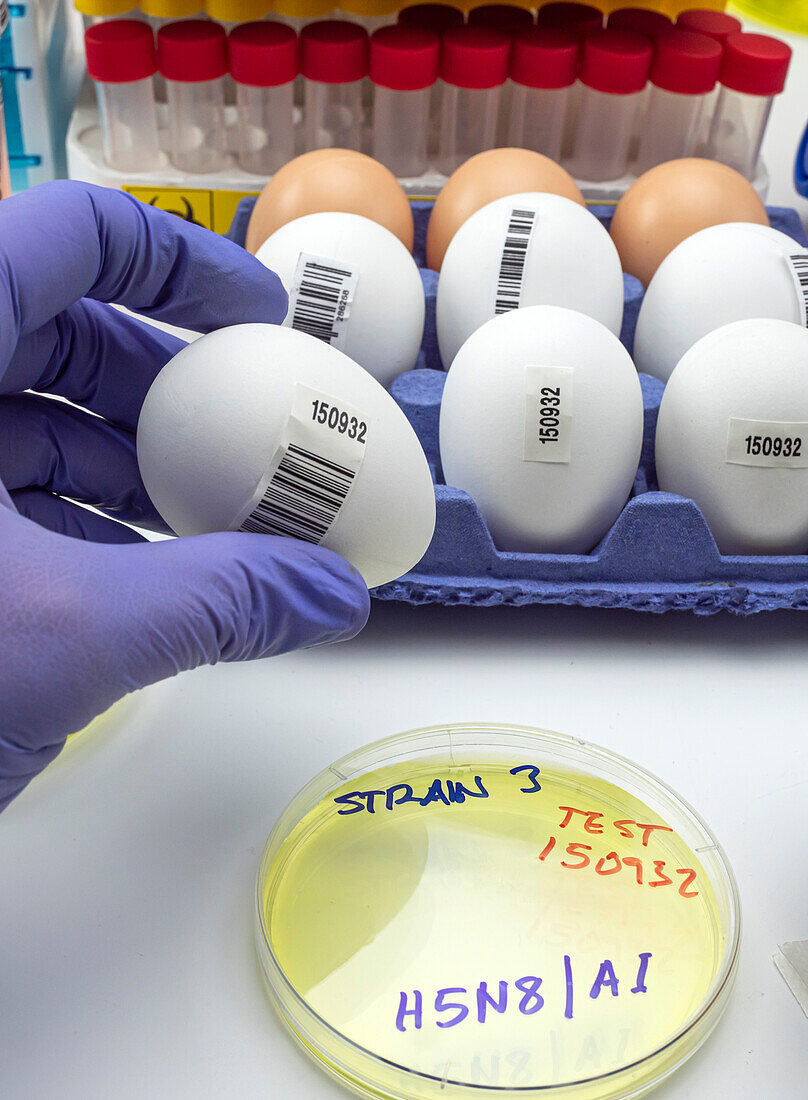 H5N8 avian influenza research, conceptual image