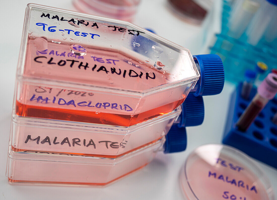 Researching insecticides used for malaria control
