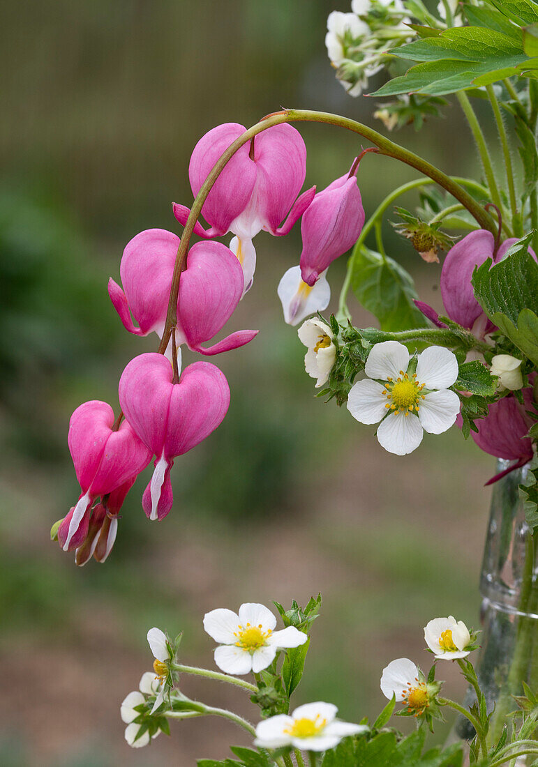 Tearing heart (Dicentra Spectabilis), pink flowers and strawberry flowers, close-up
