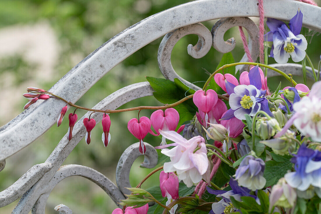 Blumen am Gartentor mit Tränendem Herz (Dicentra Spectabilis) und Akelei (Aquilegia)