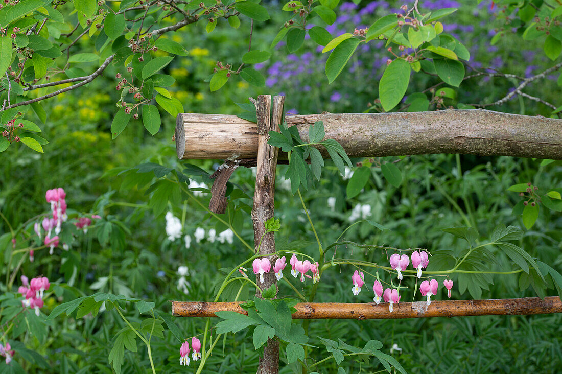 Weeping heart (Dicentra spectabilis), flowers in the garden bed