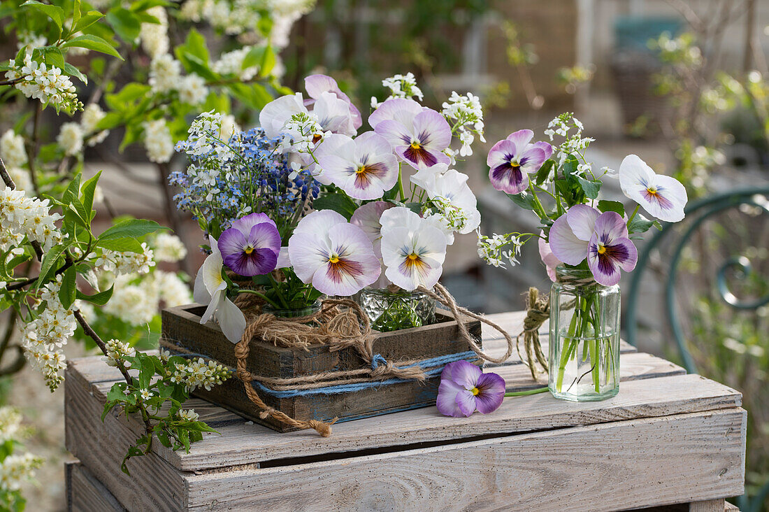 Kleine Blumensträuße aus Garten-Stiefmütterchen (Viola wittrockiana), Vergissmeinnicht (Myosotis) und Traubenhyazinthen in Holzkiste
