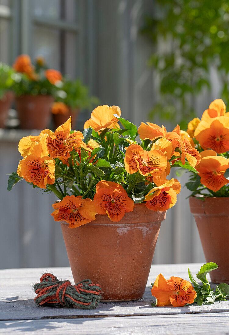 Pansy (Viola wittrockiana), 'Cats orange' in a pot