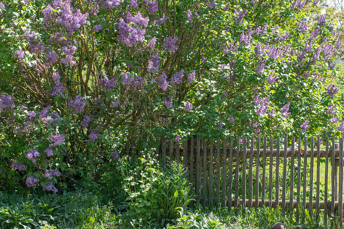 Flowering lilac bush (Syringa) in the garden