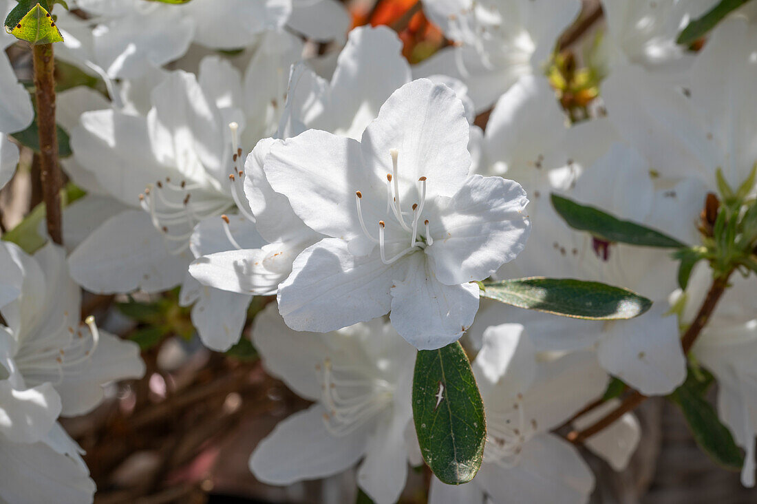 White rhododendron flower (Rhododendron), Rhododendron obtusum, Diamant Weiß