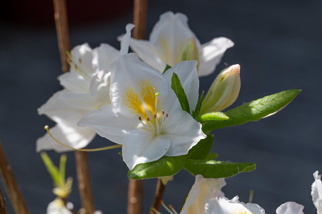 Yellow azalea, Schneegold, (Rhododendron luteum), rhododendron blossom