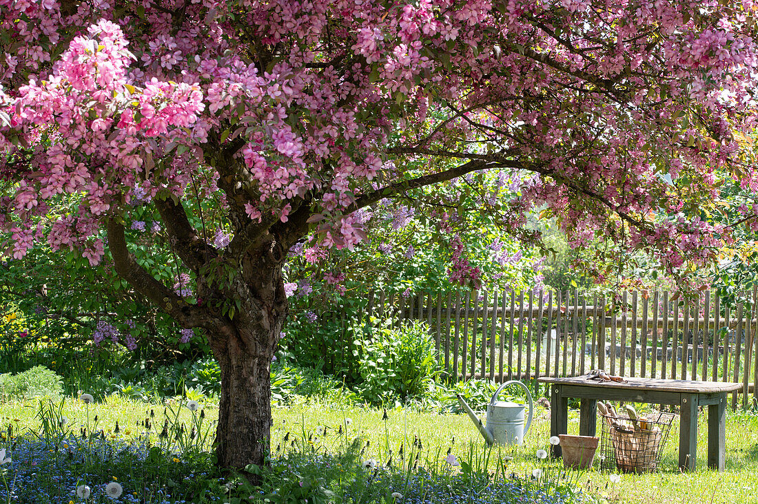 Blühender Zierapfelbaum (Malus) 'Paul Hauber' und Blumenbeete im Garten