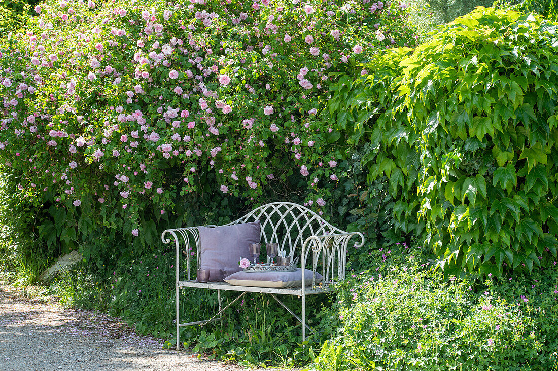 Garden bench in front of flowering climbing rose (Rosa) and wild vine