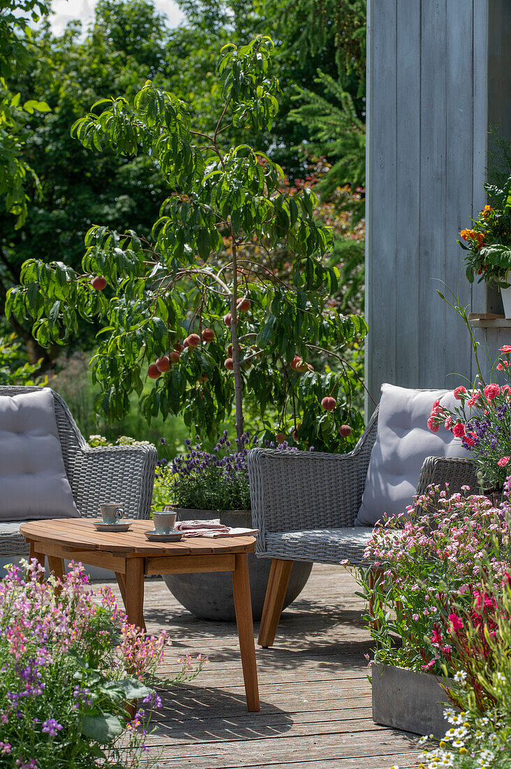 Peach tree (Prunus persica) and flower pots with carnations in front of a seating area on the terrace