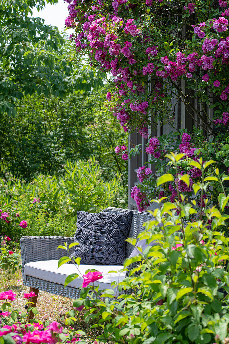 Apothecary rose (Rosa gallica Officinalis) and tufted rose (Rosa multiflora), rambler climbing roses in the garden