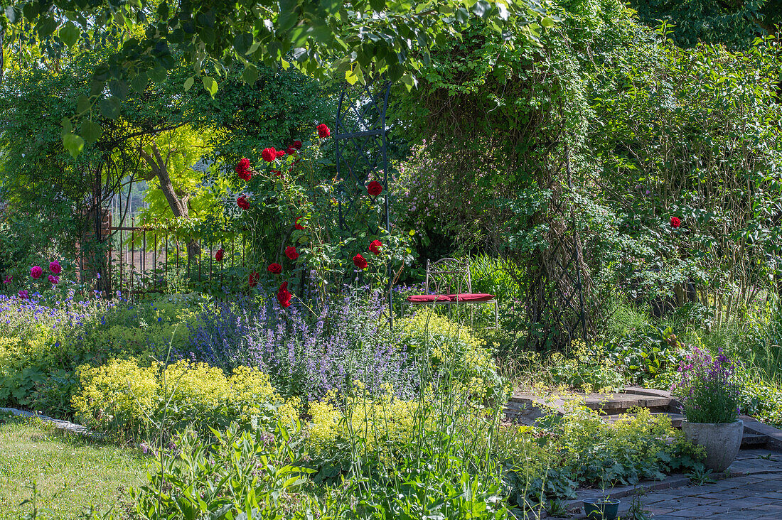 Flowerbeds in the garden with lady's mantle (Alchemilla), climbing rose 'Santana' (Rosa) and catmints (Nepeta)