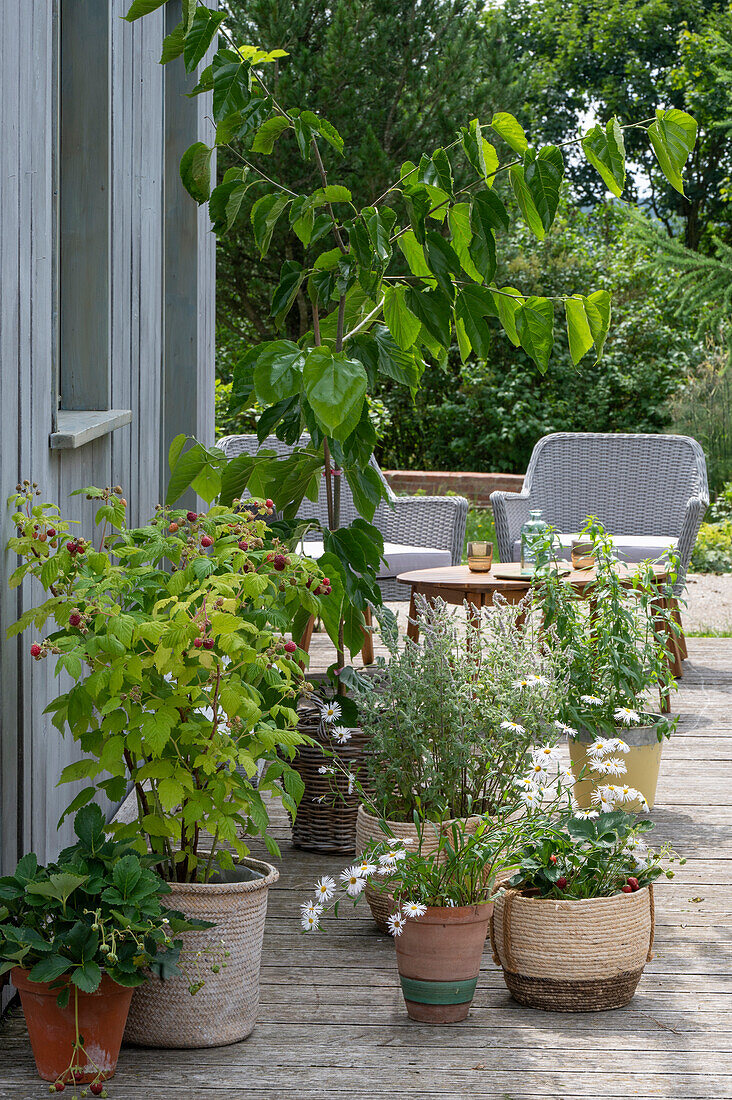 Black mulberry (Morus macroura), raspberry shrub, raspberry bush, professional herbs (Erigeron), and mint in pots on terrace