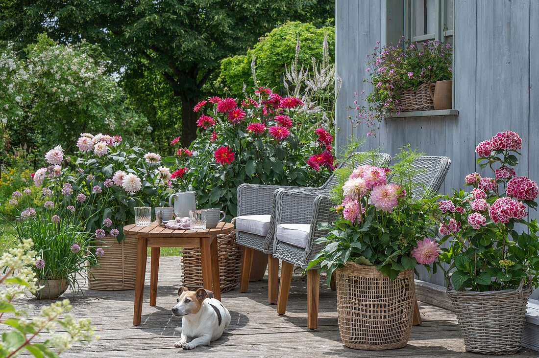 Flowerpots with dahlias (Dahlia) and dog on terrace