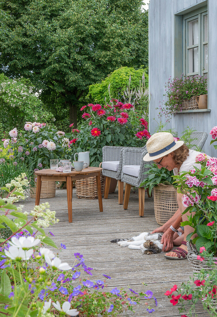 Blumenbeet mit Storchschnabel, Blumentöpfe mit Dahlien (Dahlia) und Cosmea (Cosmos), Frau und Hauskatze auf Terrasse