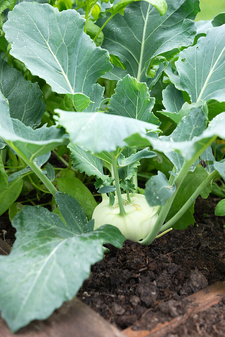 Kohlrabi (Brassica oleracea var. gongylodes L.) in a raised bed