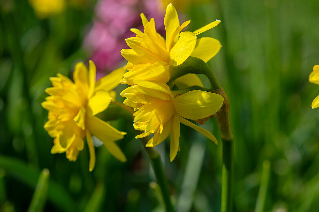 Narcissus Tete Boucle