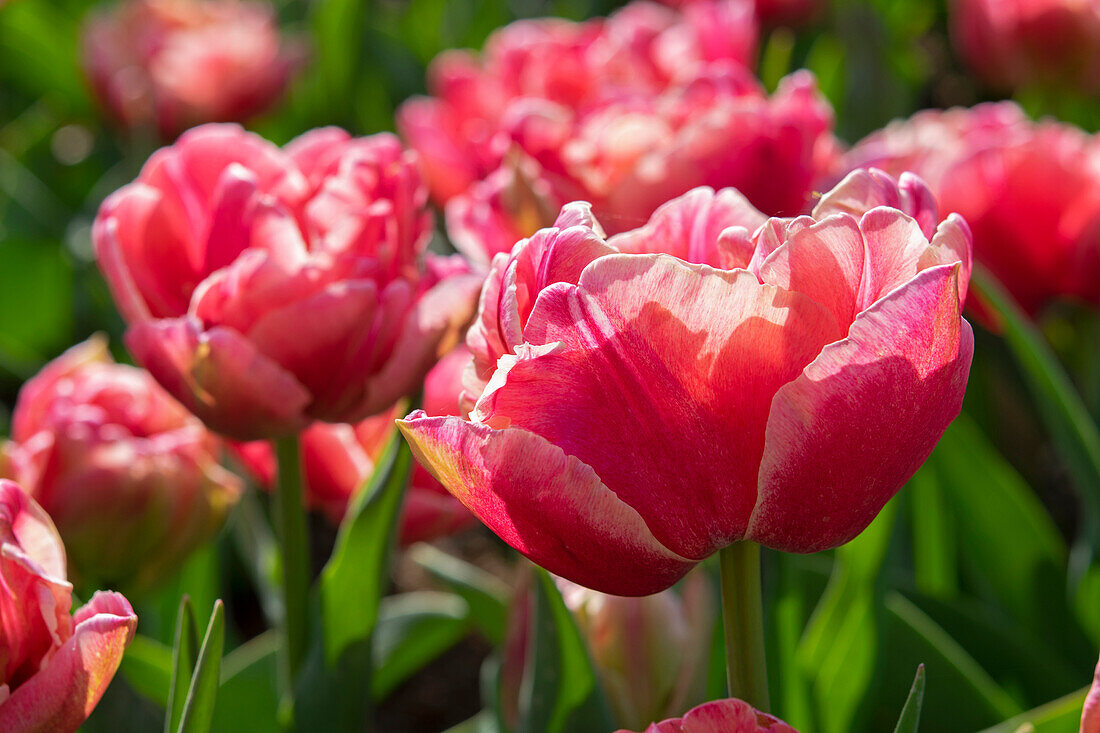 Tulpe (Tulipa) 'Verona Sunrise'