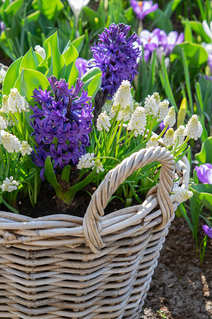 Hyacinthus Blue Trophy,Muscari White Magic