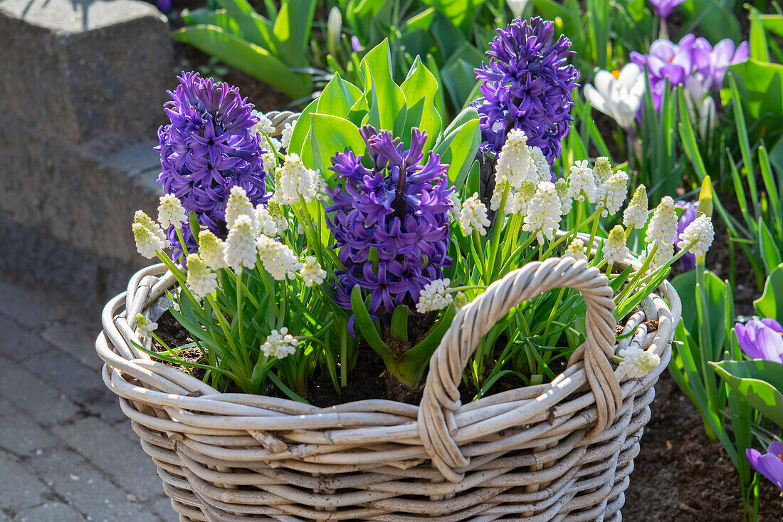 Hyacinthus Blue Trophy,Muscari White Magic