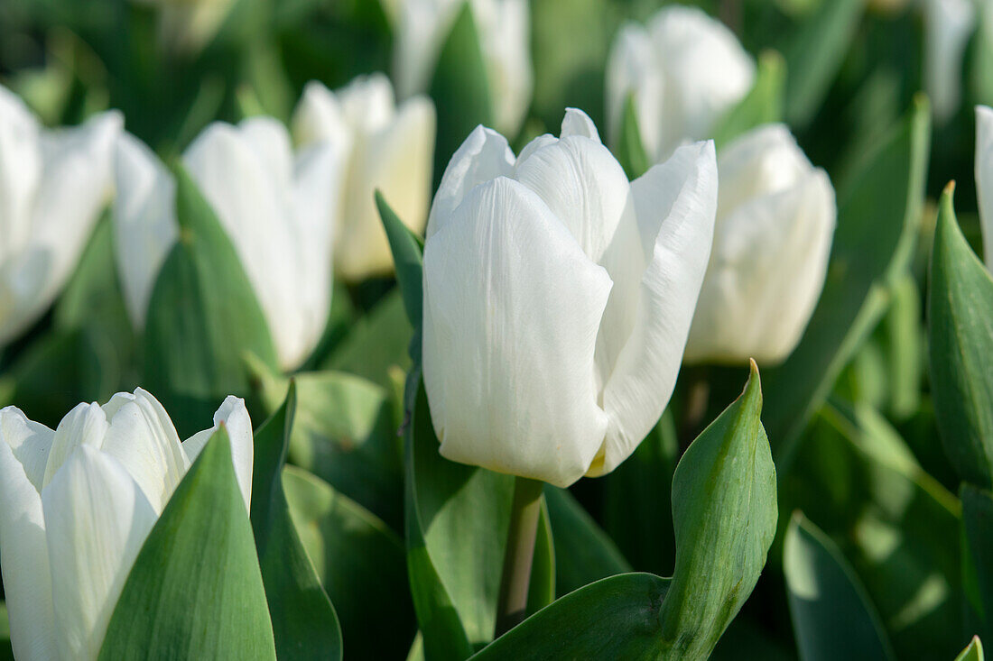 Tulpe (Tulipa) 'White Prince'