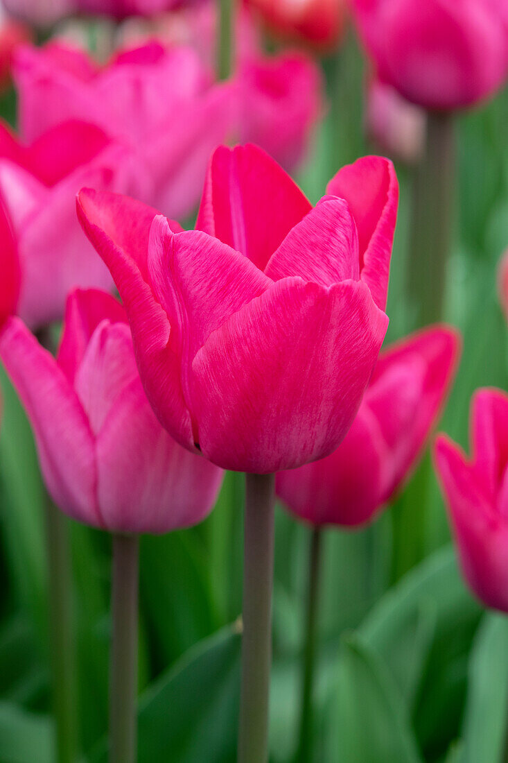 Tulipa Roussillion