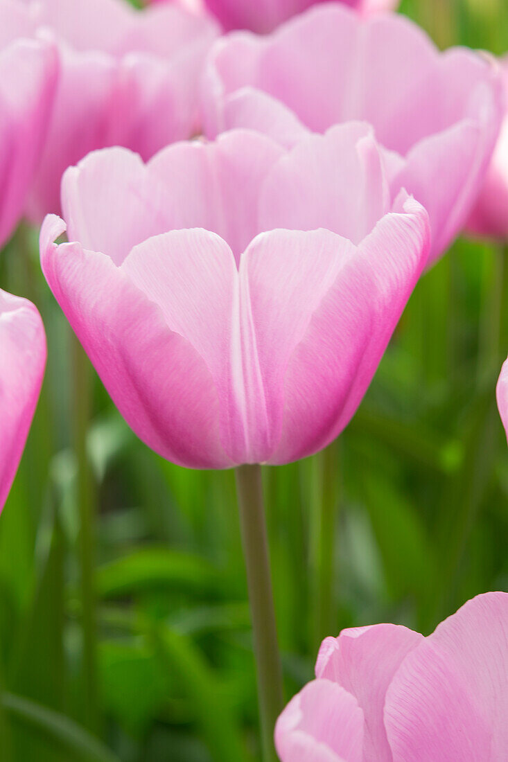 Tulpe (Tulipa) 'Argos'