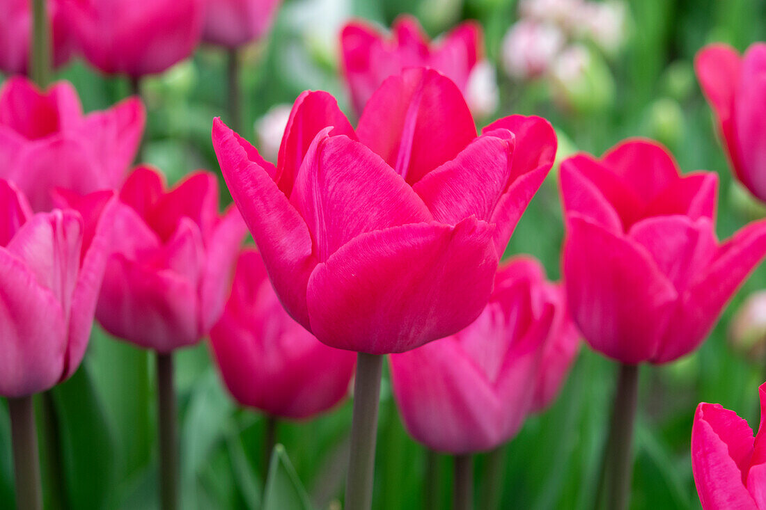 Tulpe (Tulipa) 'Roussillion'