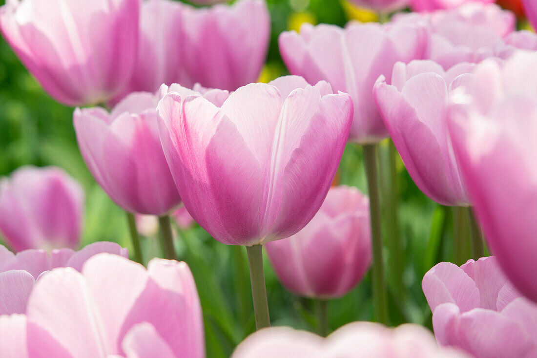 Tulipa Argos