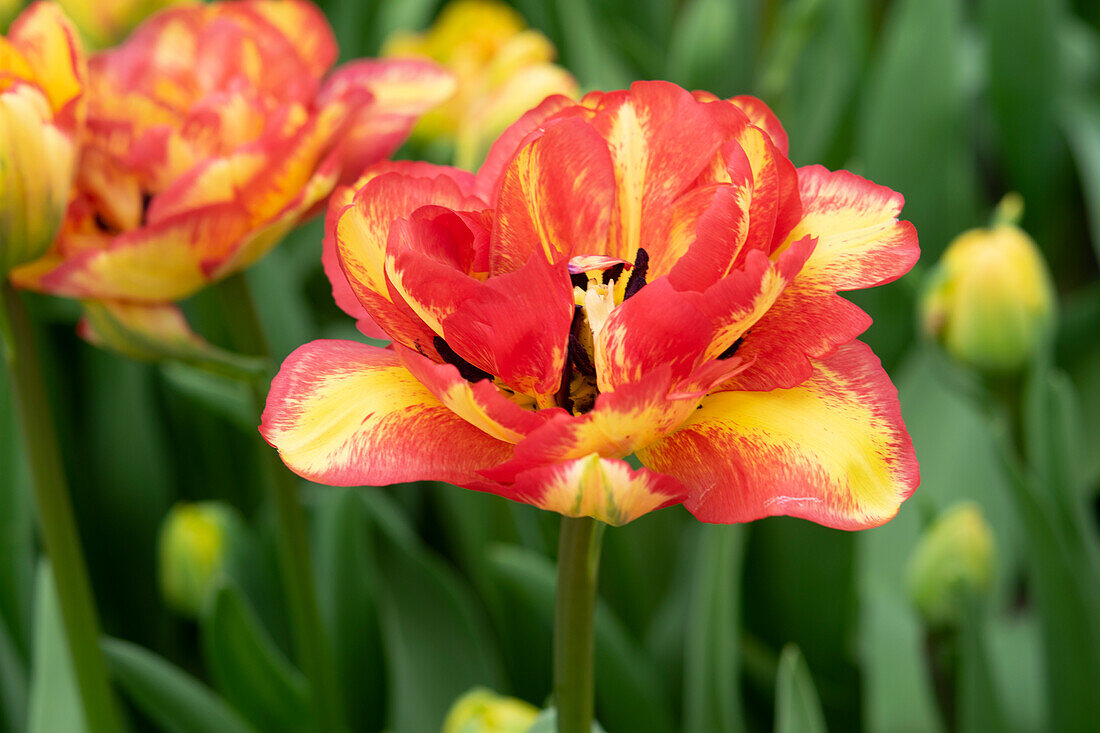 Tulipa Sundowner