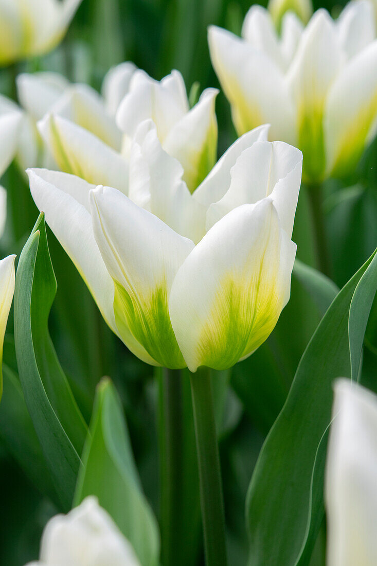 Tulipa Christmas Viriwhite